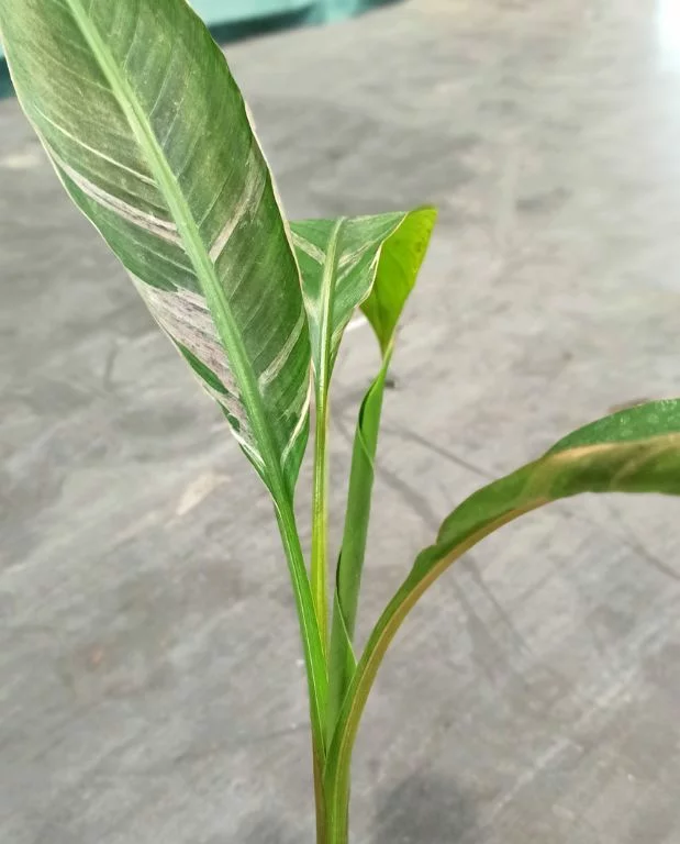 Musa Nono Pink Variegata – Image 4