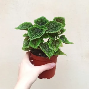Pilea Involucrata Moon Valley