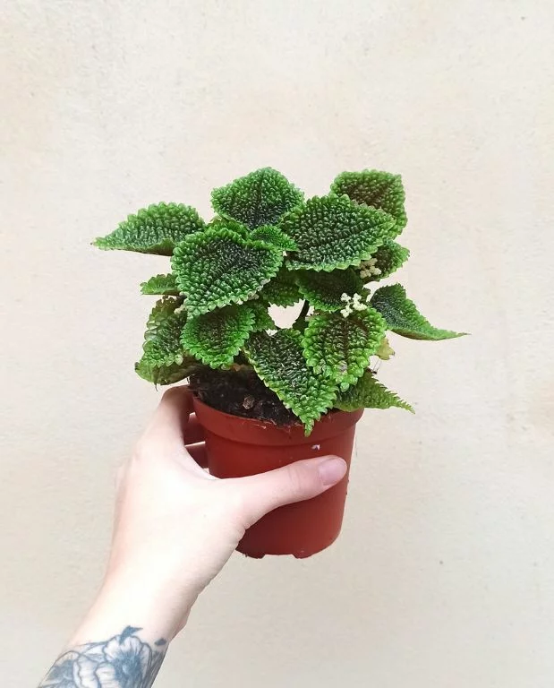 Pilea Involucrata Moon Valley