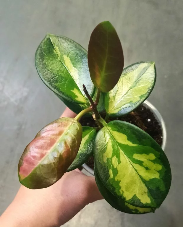 Hoya Australis Lisa – Image 4