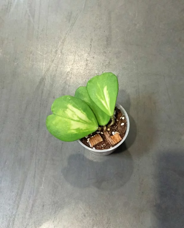 Hoya Obovata Variegata – Image 4