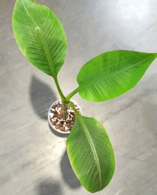 Musa Siam Ruby – Image 5