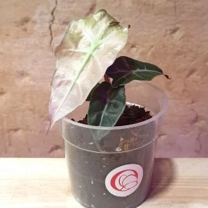 Alocasia Polly Pink Variegata