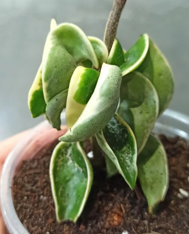 Hoya Carnosa Compacta Variegata – Image 2
