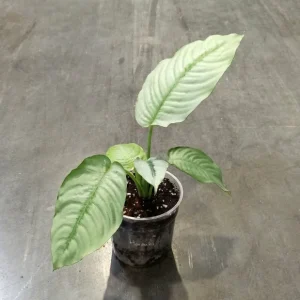 Schismatoglottis Pusilla Hendrikii