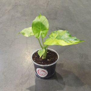 Alocasia Odora Variegata