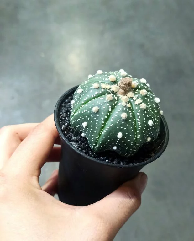 Astrophytum Asterias – Image 3
