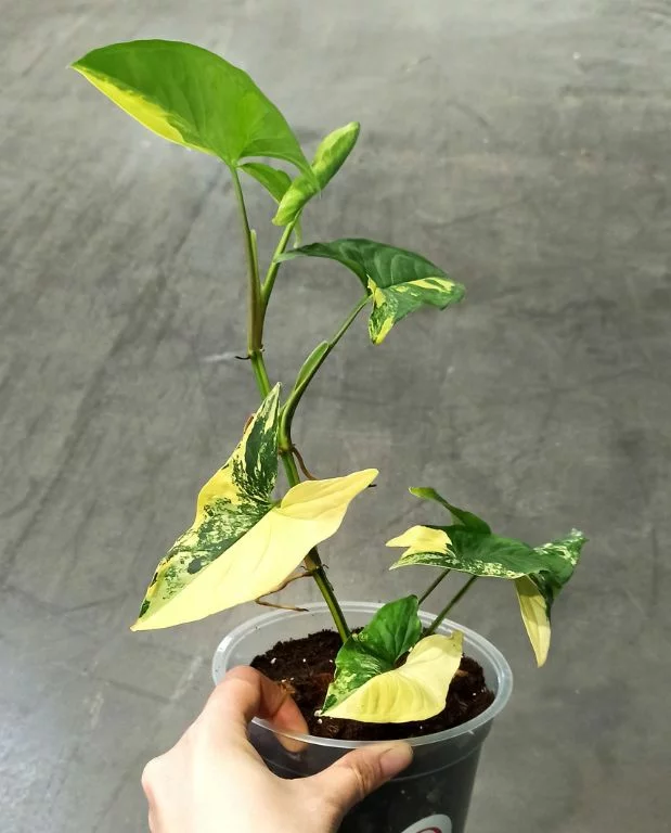 Syngonium Aurea Variegata – Image 4