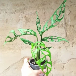 Monstera Obliqua Peru