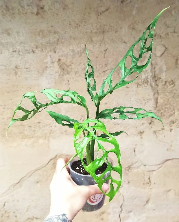 Monstera Obliqua Peru – Image 5