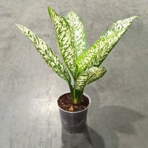Dieffenbachia White Etna