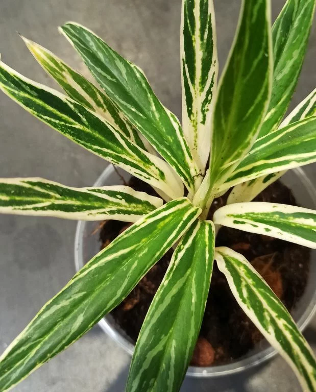 Aglaonema Bamboo – Image 2