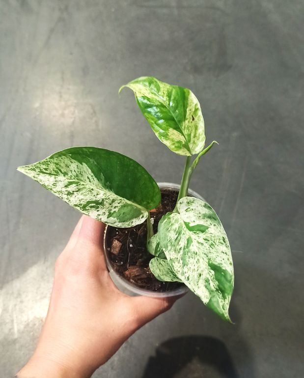 Epipremnum Pinnatum Marble Variegata – Image 3
