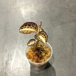 Anoectochilus Siamensis Sunstone