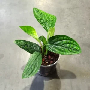 Epipremnum pinnatum Marble Planet – Monstera Pinnatipartita