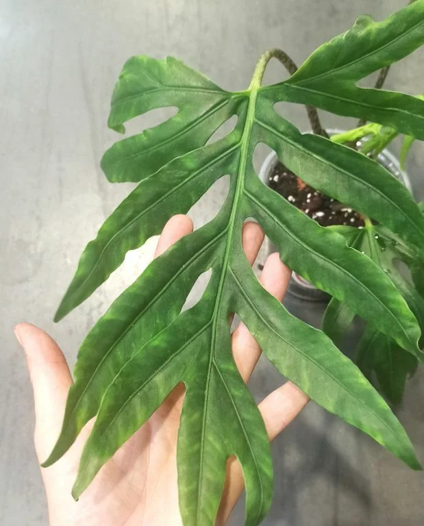 Alocasia Brancifolia – Image 2