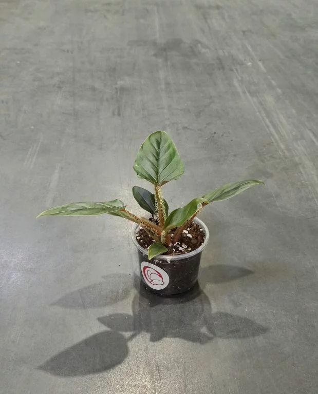 Philodendron Serpens – Image 5