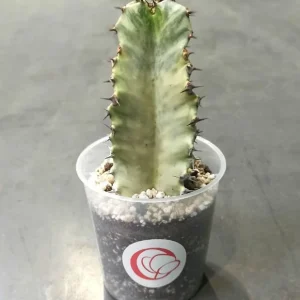 Euphorbia Ingens Variegata – White Ghost