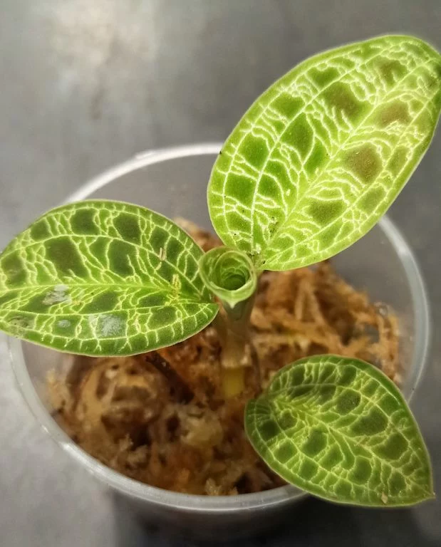 Macodes petola – orchidée bijou – Image 4