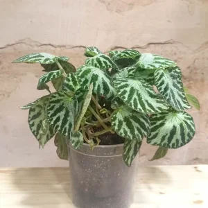 Begonia Silver Jewel