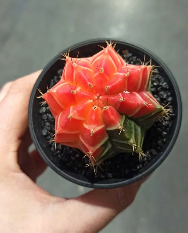 Gymnocalycium mihanovichii Variegata – Image 5