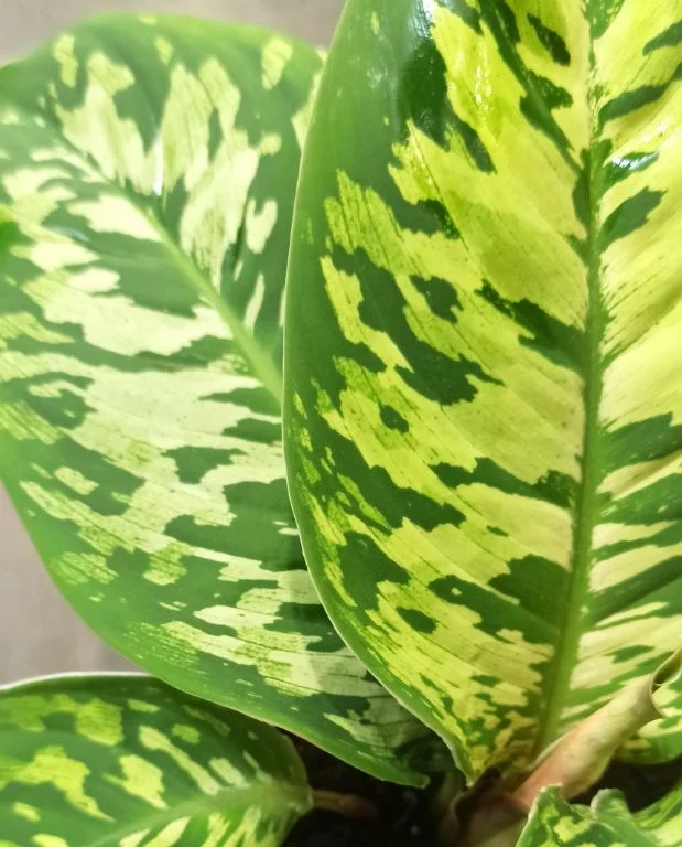 Homalomena Wallisii Camouflage – Image 2