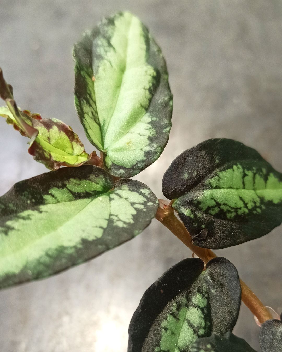 Pellionia Repens – Image 2