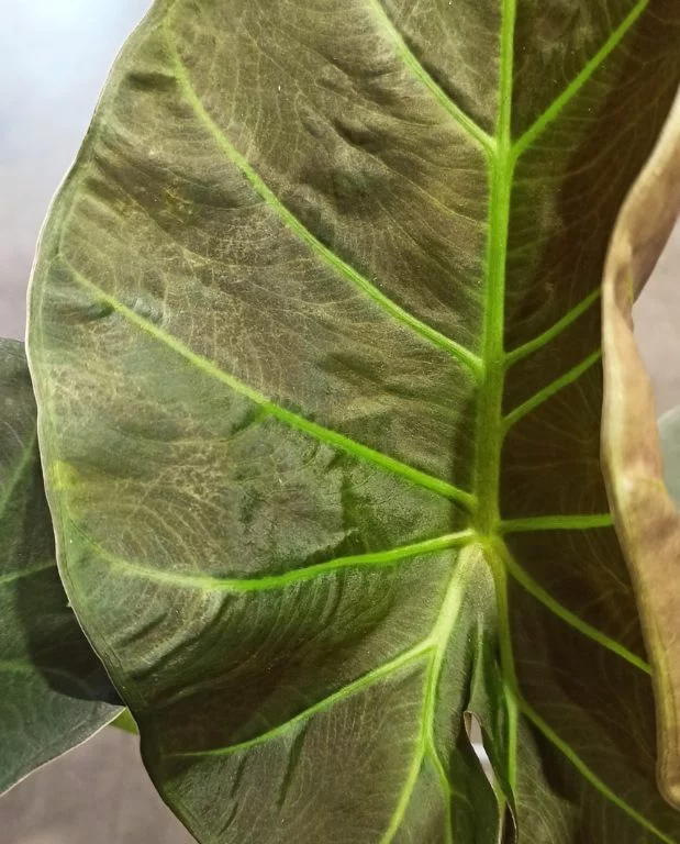 Alocasia Regal Shield – Image 2