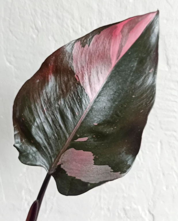 Philodendron Pink Princess – Image 5