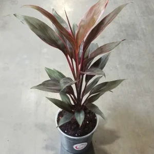 Cordyline Fruticosa Tango