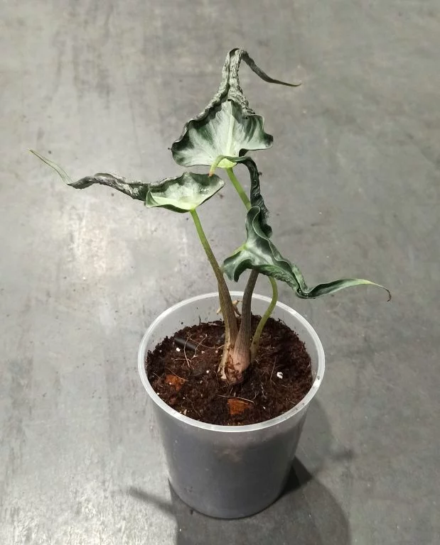 Alocasia Loco – Image 5
