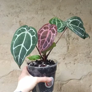 Anthurium Michelle® by DocBlock