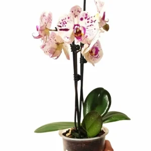 Phalaenopsis – orchidée papillon