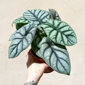 Alocasia Baginda Silver Dragon
