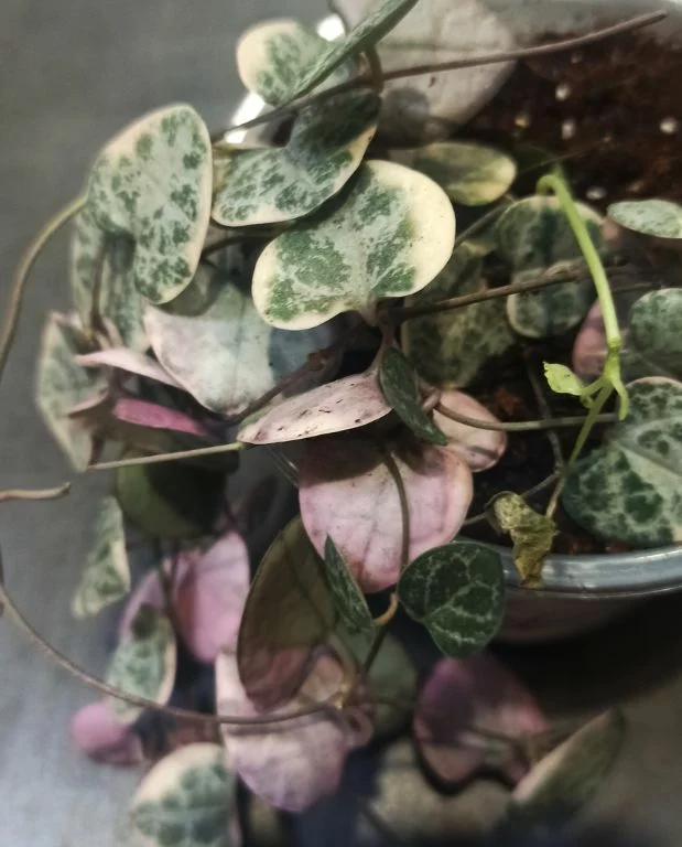 Ceropegia Woodii variegata – Image 2