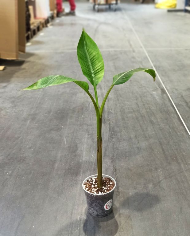 Musa Siam Ruby – Image 6