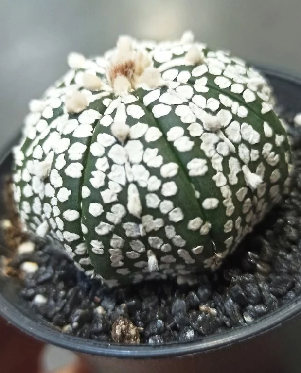 Astrophytum asterias Super Kabuto – Image 2