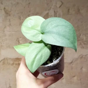 Scindapsus platinum Silver Hero