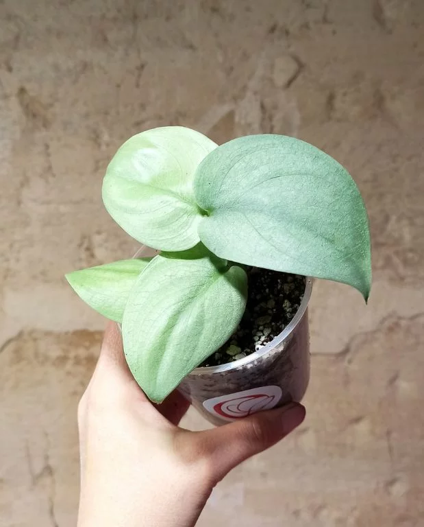 Scindapsus platinum Silver Hero