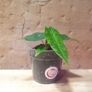 Alocasia Sulawesi Green Carpet