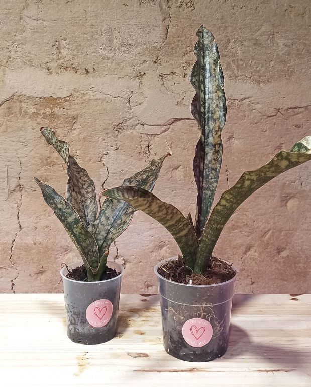 Sansevieria Copper – Image 5