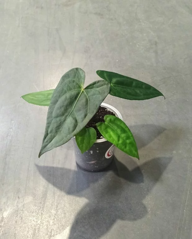 Anthurium Nigrolaminum Gigi x Forgetii – Image 3