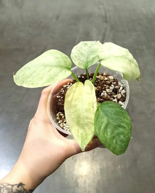 Schismatoglottis Pusilla Longispatha Variegata – Image 2