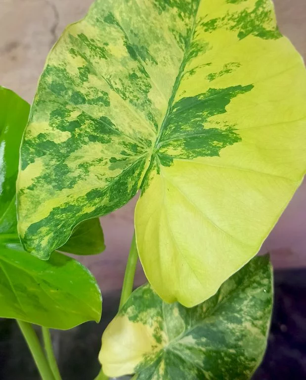 Alocasia Gageana Variegata – Image 2