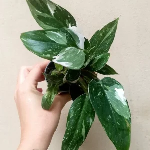Philodendron White princess