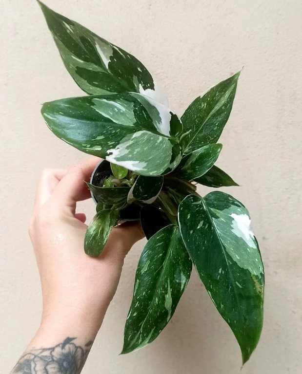 Philodendron White princess – Image 4