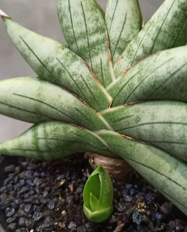 Sansevieria Inti Mini – Image 2