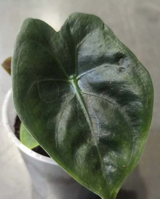 Alocasia Golden Bone – Image 2