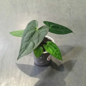 Anthurium Nigrolaminum Gigi x Forgetii