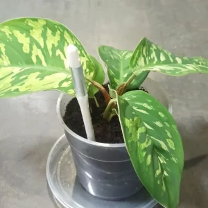 SUSTEE – Vérificateur d&rsquo;Arrosage pour Plantes